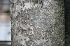 Citharexylum spinosum